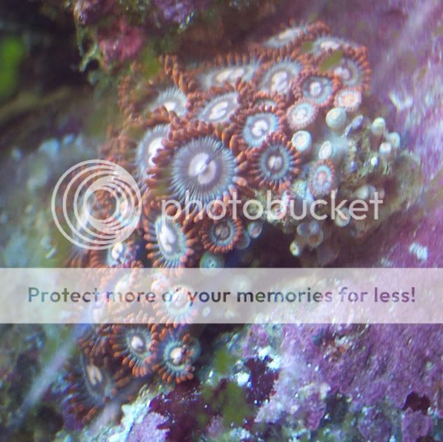 Pico3Zoas2 - thefishgirl - 3g Pico