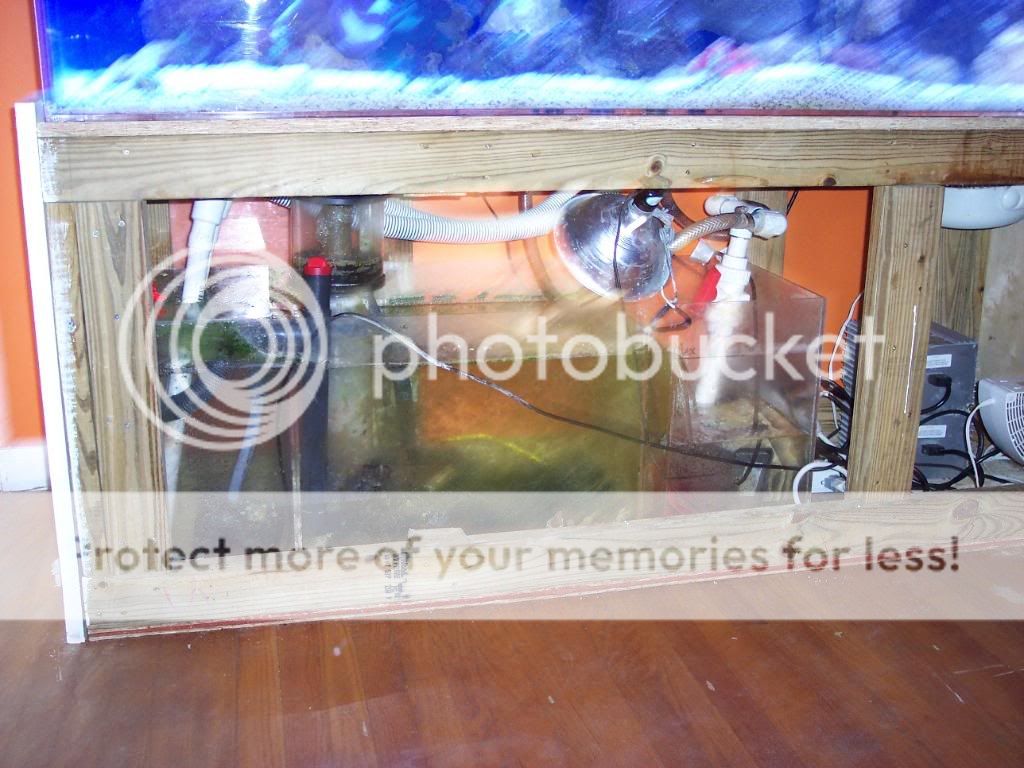 Picture001 - thefishgirl - 180g display tank