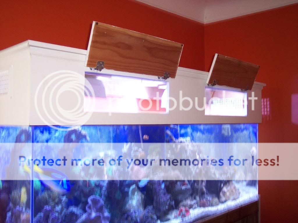 Picture002 - thefishgirl - 180g display tank