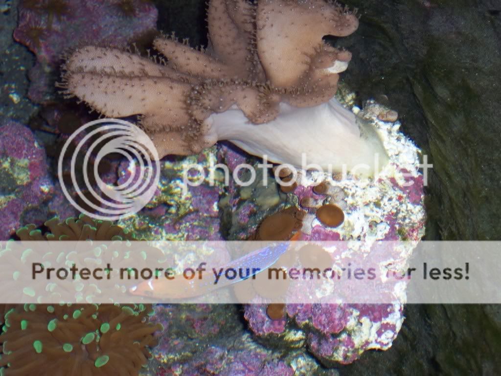 000 0046 - Lets See Your Wrasse!