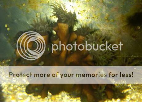 01 BlackSunCoral 1 23April10 - My Sun Corals