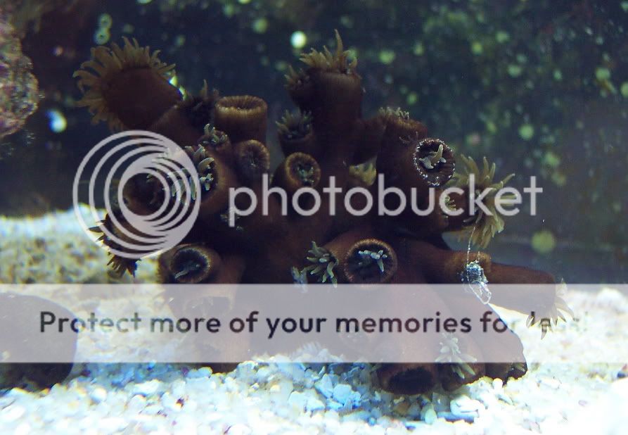 BlackSunCoral24April2010 - My Sun Corals