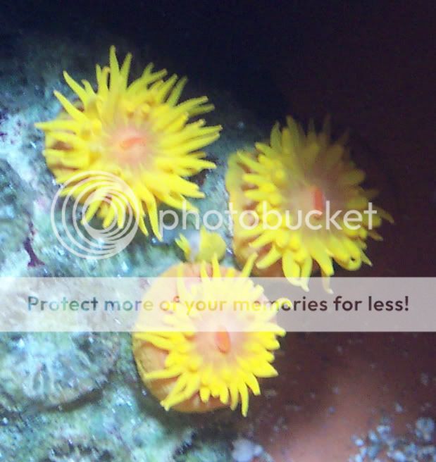 SunCoral2 - My Sun Corals