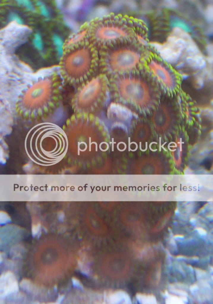 EagleEyes1 - thefishgirl - sampling of zoas & palys