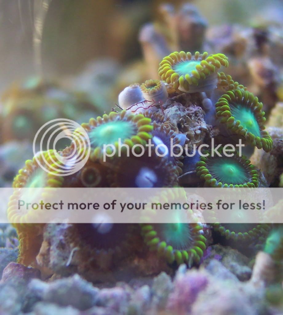 MyPurple1 - thefishgirl - sampling of zoas & palys