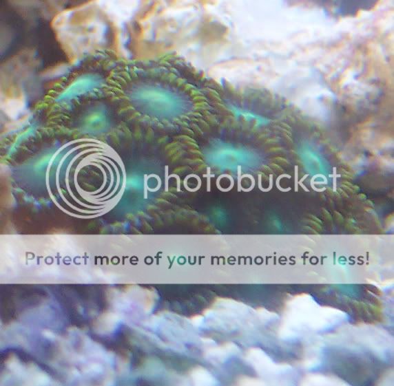 Unknownyellowskirtgreenring2 - thefishgirl - sampling of zoas & palys