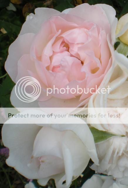 Sharifa Asma photo Rose-DavidAustinSharifaAsma_zps0377b7e8.jpg