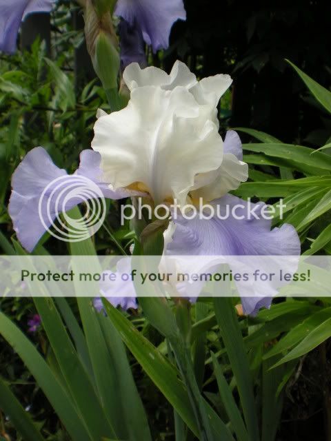 Unknown Iris - NoID